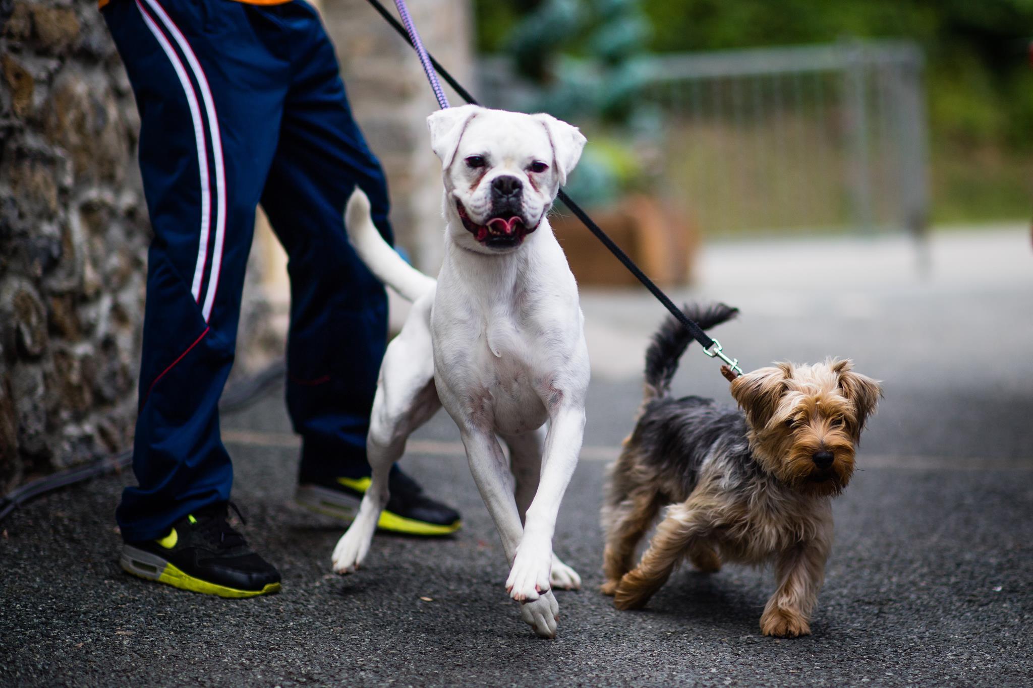 2 dogs on leads