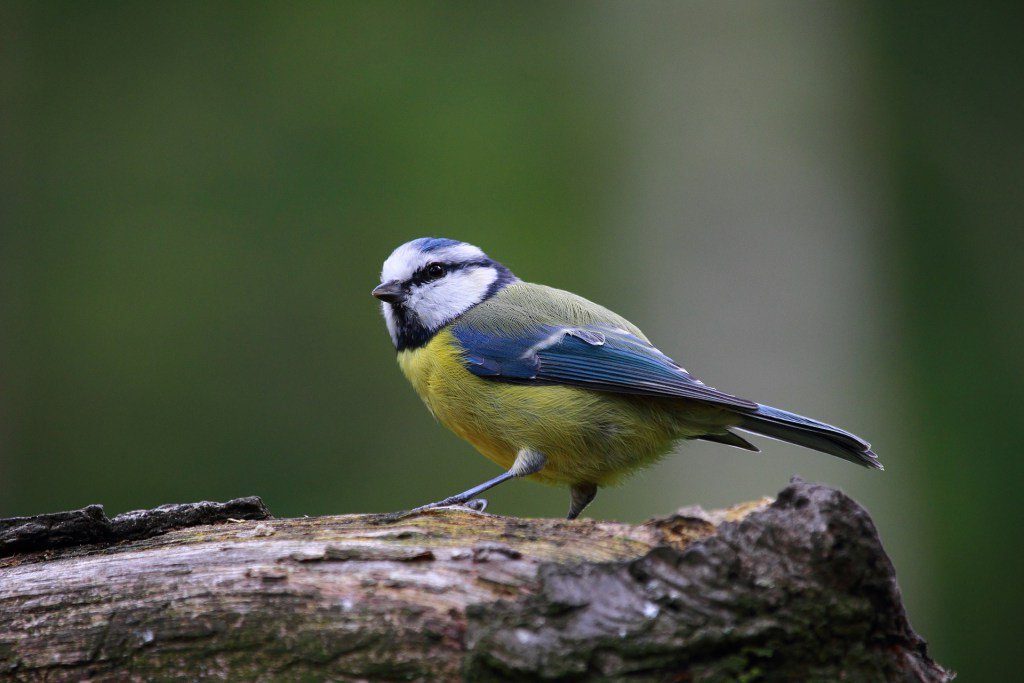 Benton Wood Walk Blue Tit