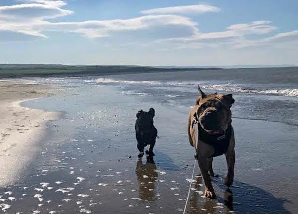 Dogs on the Beach at Gilfach