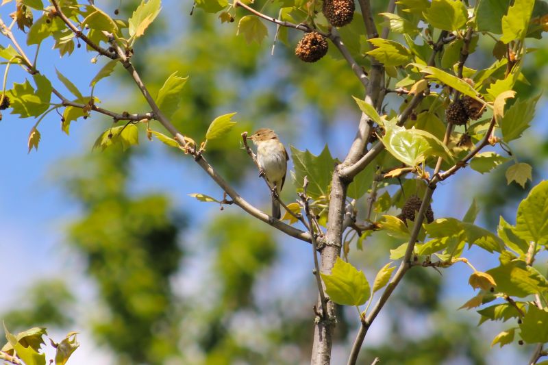 Willow Warbler