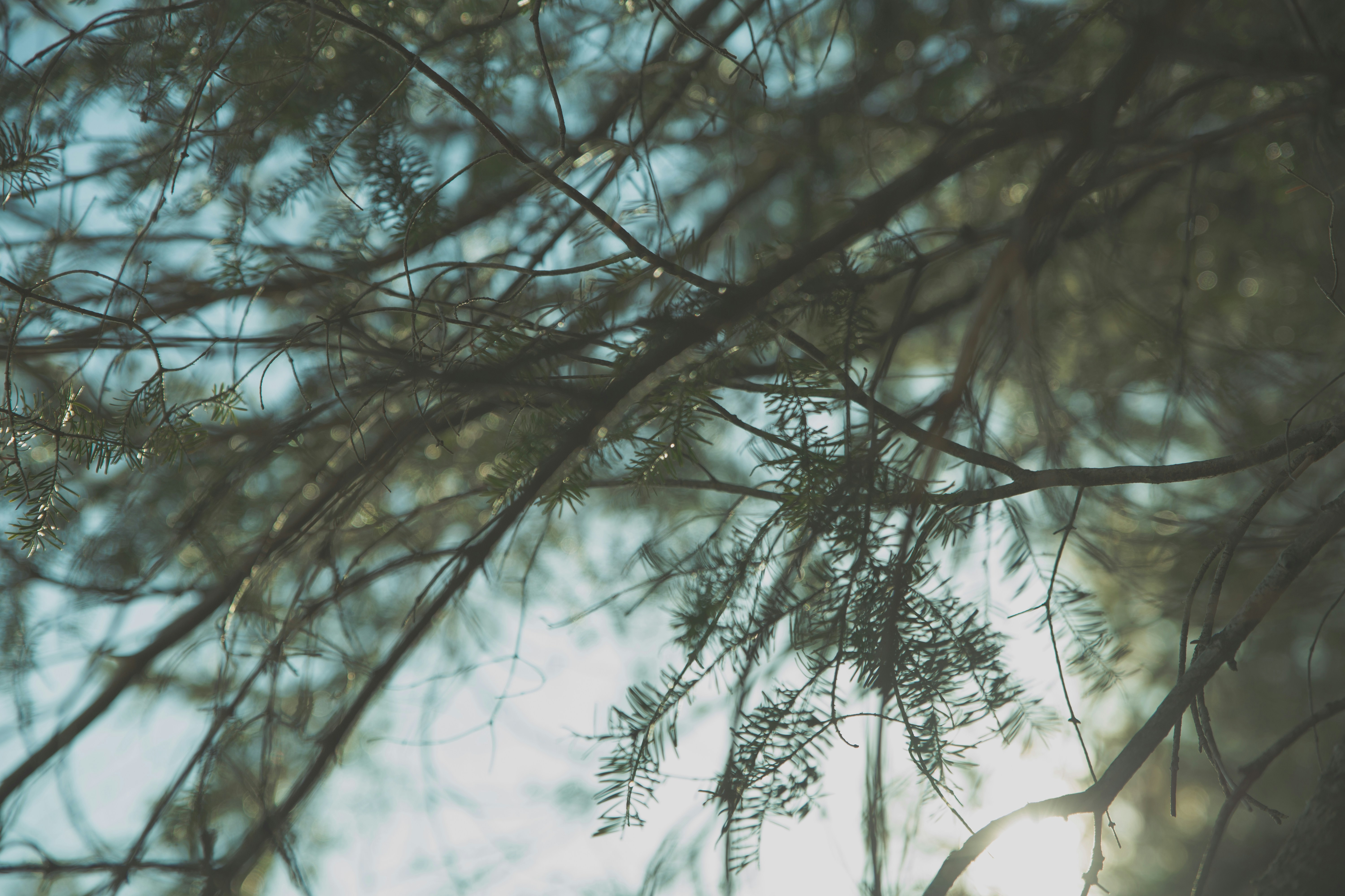 Trees
