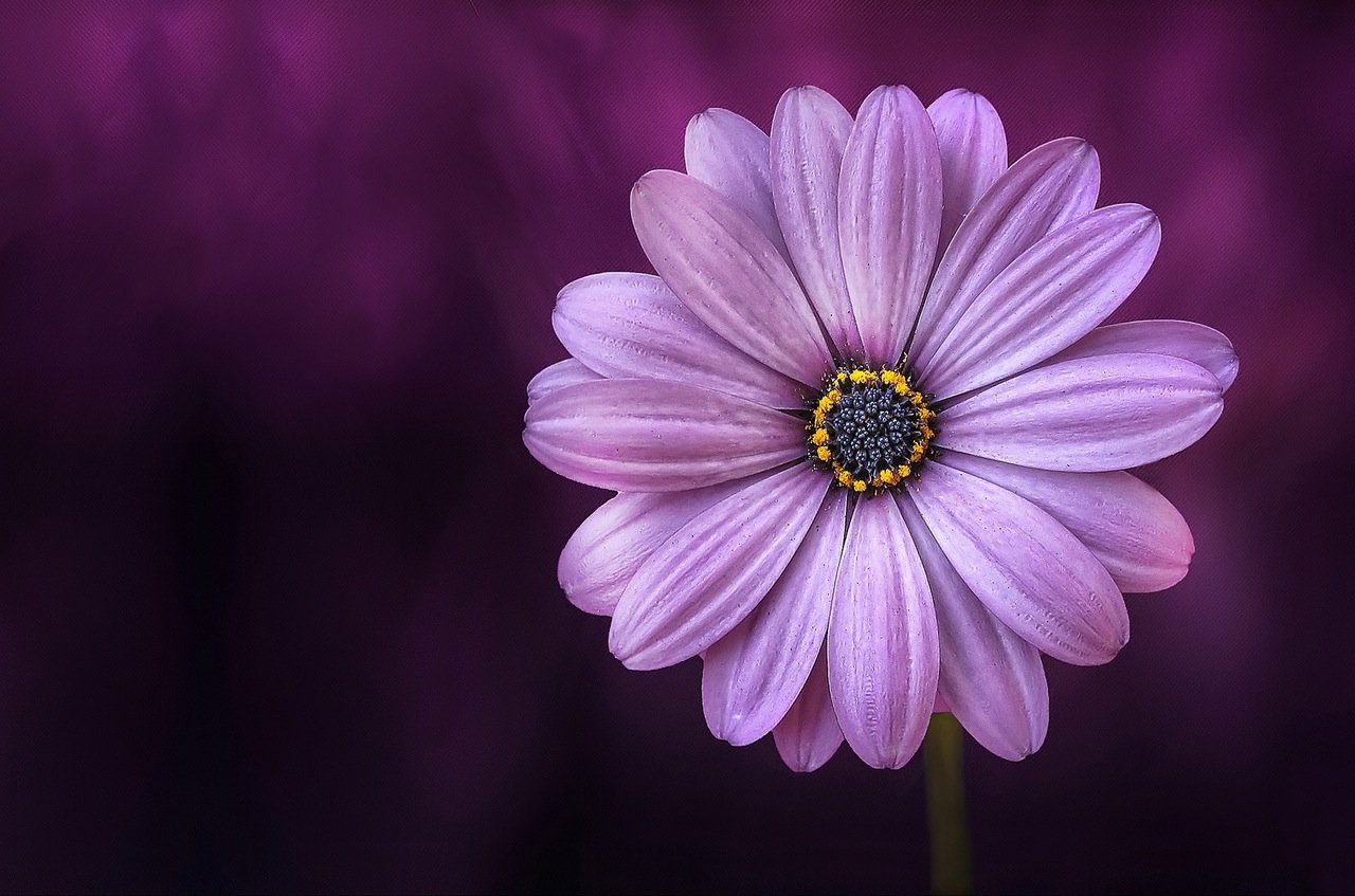 Flower Close Up