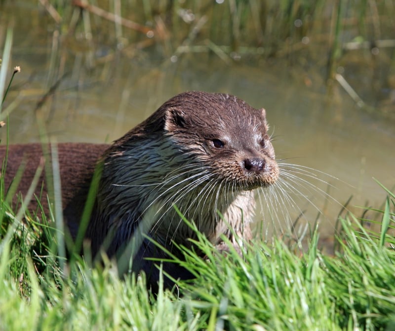 otter in pembrokeshire