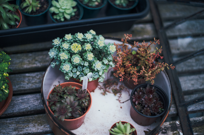 plant on decking