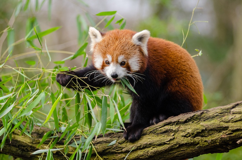 Newquay Zoo - Red Panda