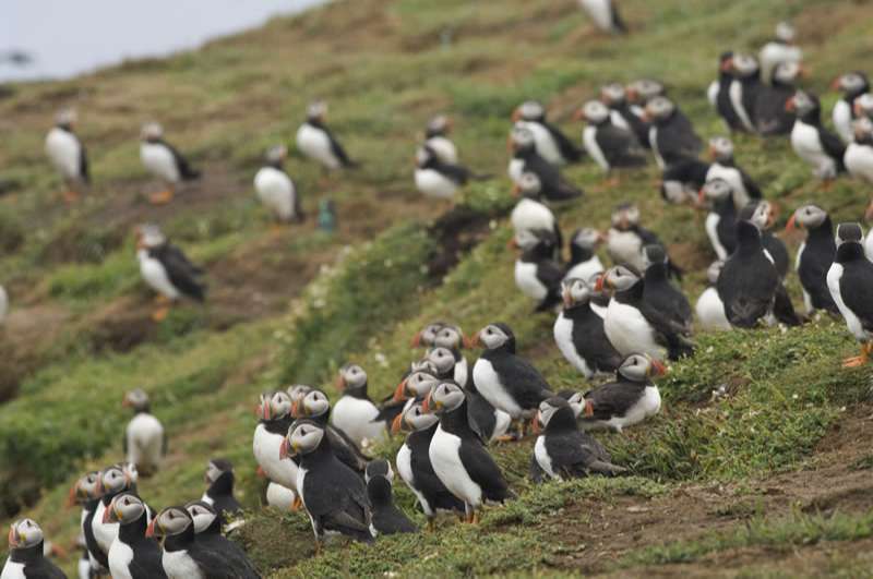 skomer in pembrokeshire