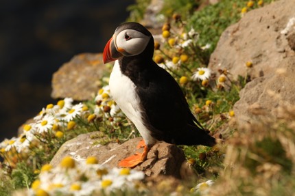 Vale Puffin