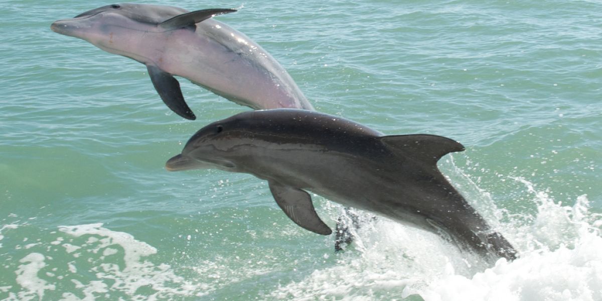 Dolphins in Cardigan bay