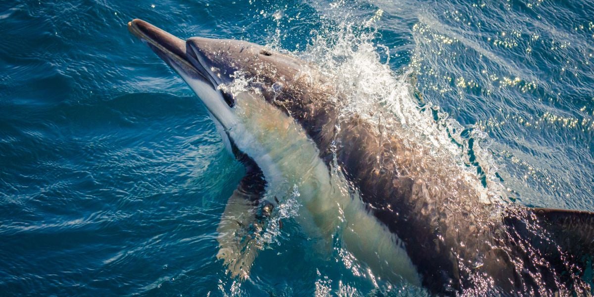 Dolphins in north Pembrokeshire