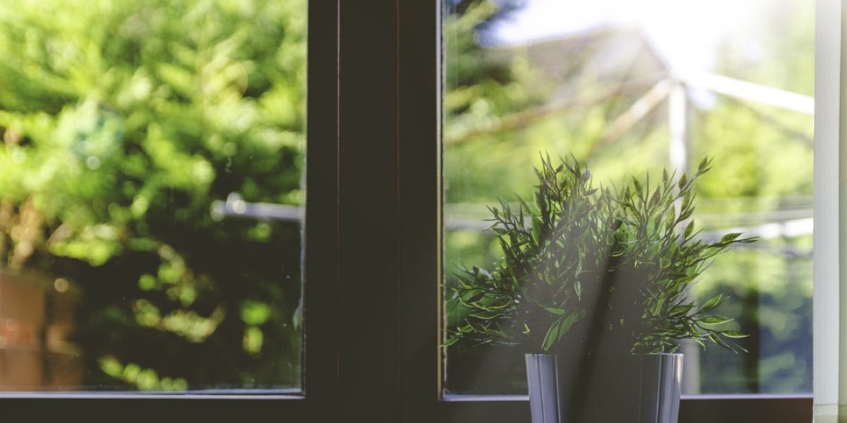 plant on window