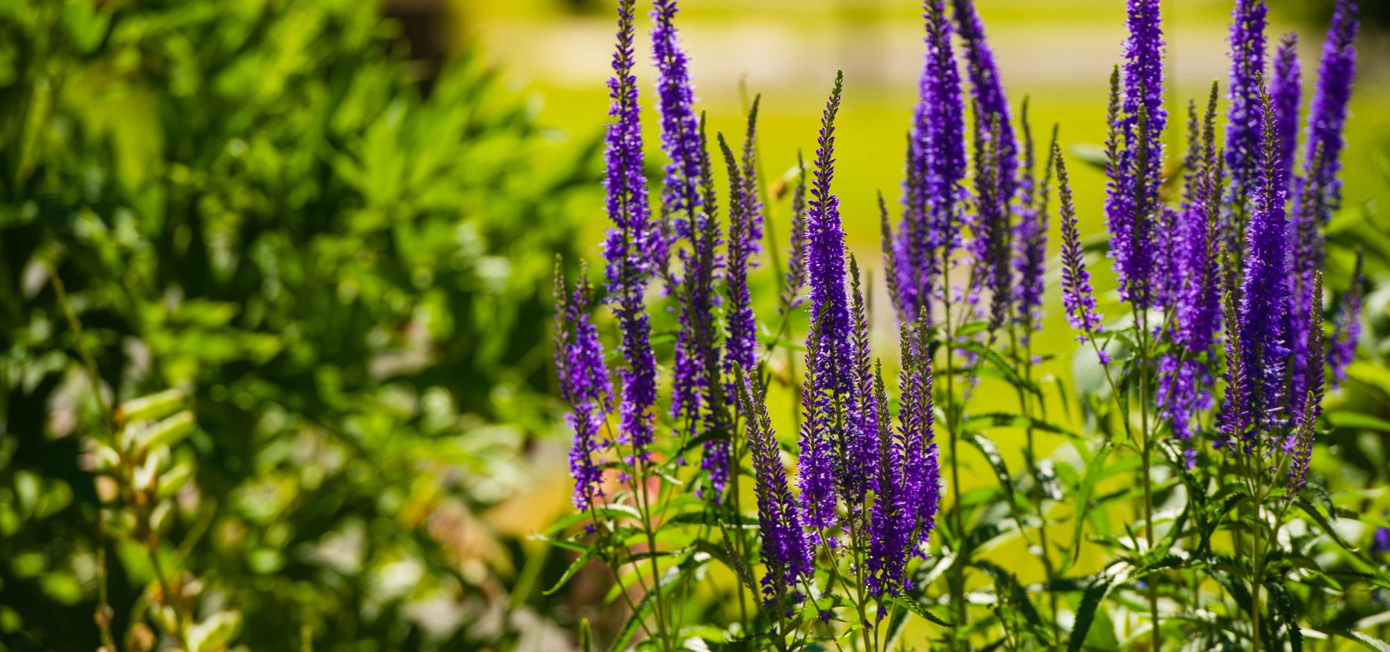 Flowers at New Park